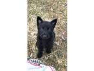 German Shepherd Dog Puppy for sale in Newark Valley, NY, USA
