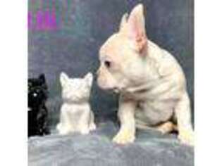 French Bulldog Puppy for sale in Cold Spring, NY, USA
