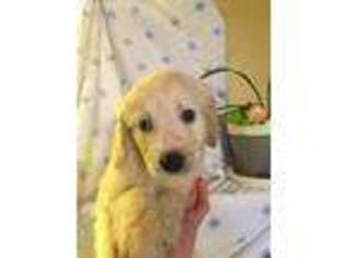 Goldendoodle Puppy for sale in Jasper, AR, USA