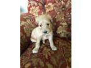 Goldendoodle Puppy for sale in Cornish, ME, USA