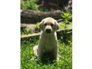 Labrador Retriever Puppy for sale in Miamisburg, OH, USA