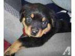 Rottweiler Puppy for sale in MENDON, MA, USA
