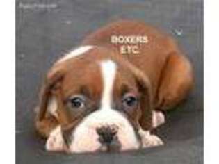 Boxer Puppy for sale in Nicholls, GA, USA