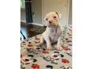 American Bulldog Puppy for sale in Nixa, MO, USA