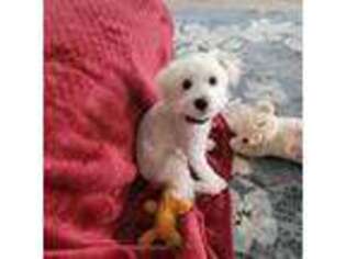 Mutt Puppy for sale in Ellenton, FL, USA