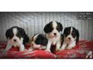 Cavalier King Charles Spaniel Puppy for sale in BEAVER SPRINGS, PA, USA