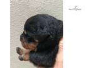 Rottweiler Puppy for sale in Jackson, MS, USA