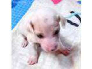 Rat Terrier Puppy for sale in Wrens, GA, USA