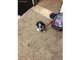 Cavachon Puppy for sale in Edinburg, PA, USA