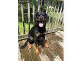 Rottweiler Puppy for sale in Burlington, VT, USA