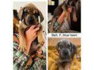 Great Dane Puppy for sale in Bristol, RI, USA