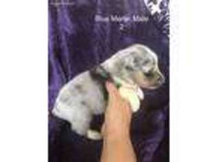 Shetland Sheepdog Puppy for sale in Marcellus, MI, USA