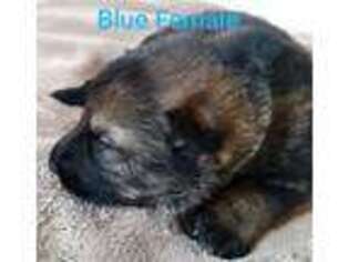 German Shepherd Dog Puppy for sale in Mulberry, AR, USA