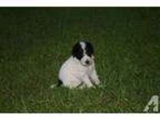 Mutt Puppy for sale in COLLINS, GA, USA