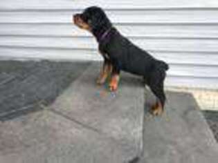 Rottweiler Puppy for sale in Normal, IL, USA