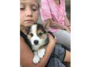 Pembroke Welsh Corgi Puppy for sale in Roy, WA, USA