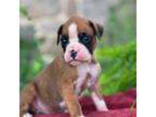 Boxer Puppy for sale in Mohnton, PA, USA