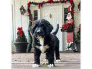 Mutt Puppy for sale in Lindale, TX, USA