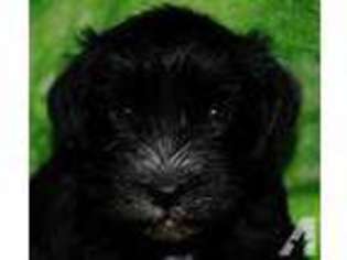 Mutt Puppy for sale in CALIFORNIA, MD, USA