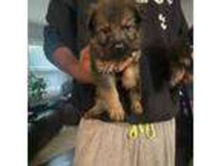 German Shepherd Dog Puppy for sale in Chicago Heights, IL, USA