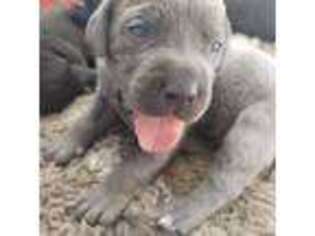 Cane Corso Puppy for sale in Beaumont, CA, USA