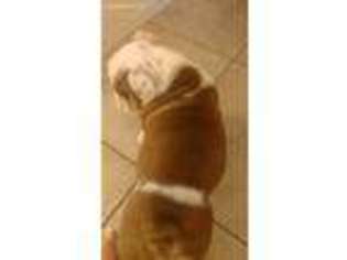 Bulldog Puppy for sale in Tucson, AZ, USA