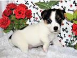 Jack Russell Terrier Puppy for sale in Moffat, CO, USA