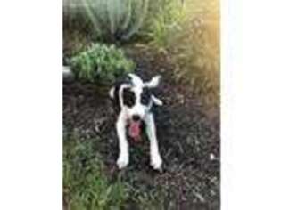 Border Collie Puppy for sale in Olathe, KS, USA