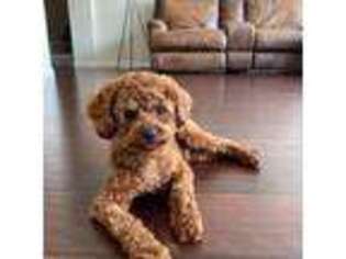 Mutt Puppy for sale in El Dorado Hills, CA, USA