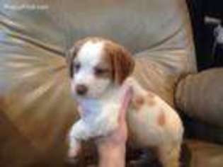 Brittany Puppy for sale in Parsons, TN, USA