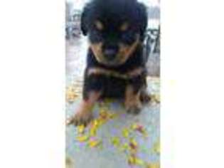 Rottweiler Puppy for sale in Battle Creek, MI, USA