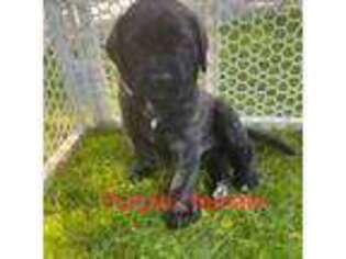 Mastiff Puppy for sale in Morrill, ME, USA