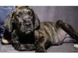 Cane Corso Puppy for sale in Paulsboro, NJ, USA