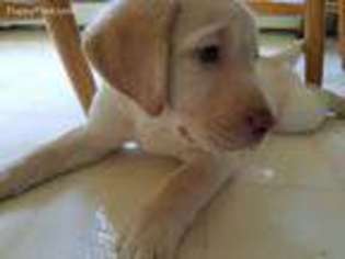 Labrador Retriever Puppy for sale in Windham, CT, USA