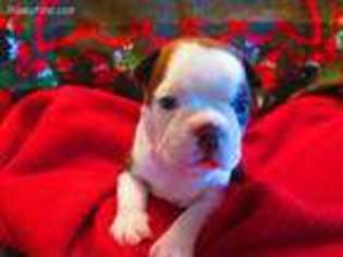 Boston Terrier Puppy for sale in Signal Hill, CA, USA