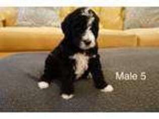 Labradoodle Puppy for sale in Warrior, AL, USA