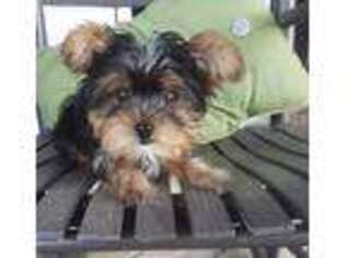 Yorkshire Terrier Puppy for sale in Ephrata, PA, USA