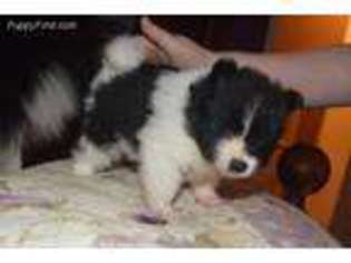 Pomeranian Puppy for sale in Pell City, AL, USA