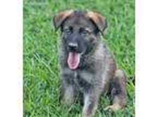 German Shepherd Dog Puppy for sale in Longview, TX, USA