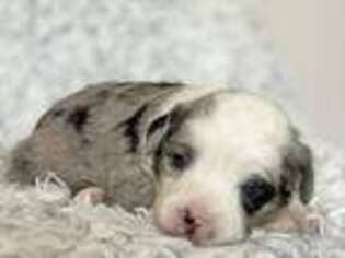 Miniature Australian Shepherd Puppy for sale in Belle, MO, USA