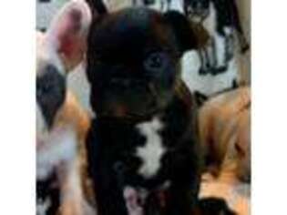 French Bulldog Puppy for sale in Duchesne, UT, USA