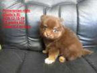 Pomeranian Puppy for sale in Vinemont, AL, USA