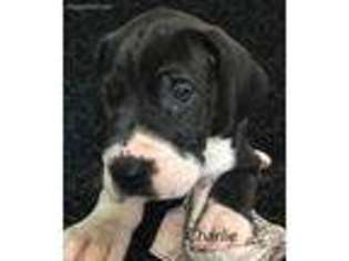Great Dane Puppy for sale in Duncansville, PA, USA
