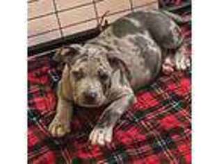 Mutt Puppy for sale in East Stroudsburg, PA, USA