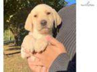 Labrador Retriever Puppy for sale in Orlando, FL, USA