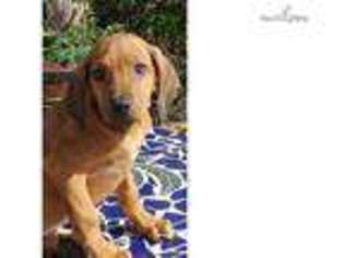 Rhodesian Ridgeback Puppy for sale in San Diego, CA, USA