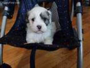 Medium Photo #1 Mal-Shi Puppy For Sale in Grabill, IN, USA