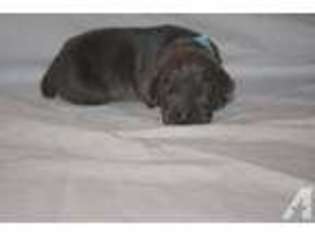 Weimaraner Puppy for sale in WADDELL, AZ, USA