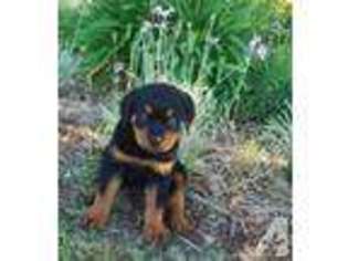 Rottweiler Puppy for sale in CHINO HILLS, CA, USA