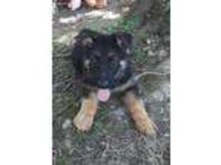 German Shepherd Dog Puppy for sale in Shepherdsville, KY, USA